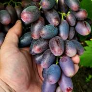 Саженец Виноград Рембо в контейнере